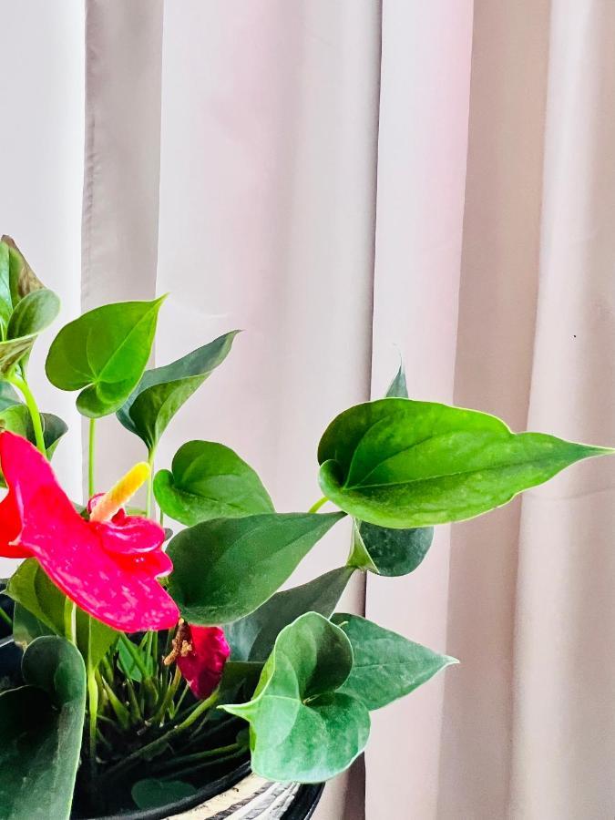 Cozy Apartment Turnu Magurele Ngoại thất bức ảnh